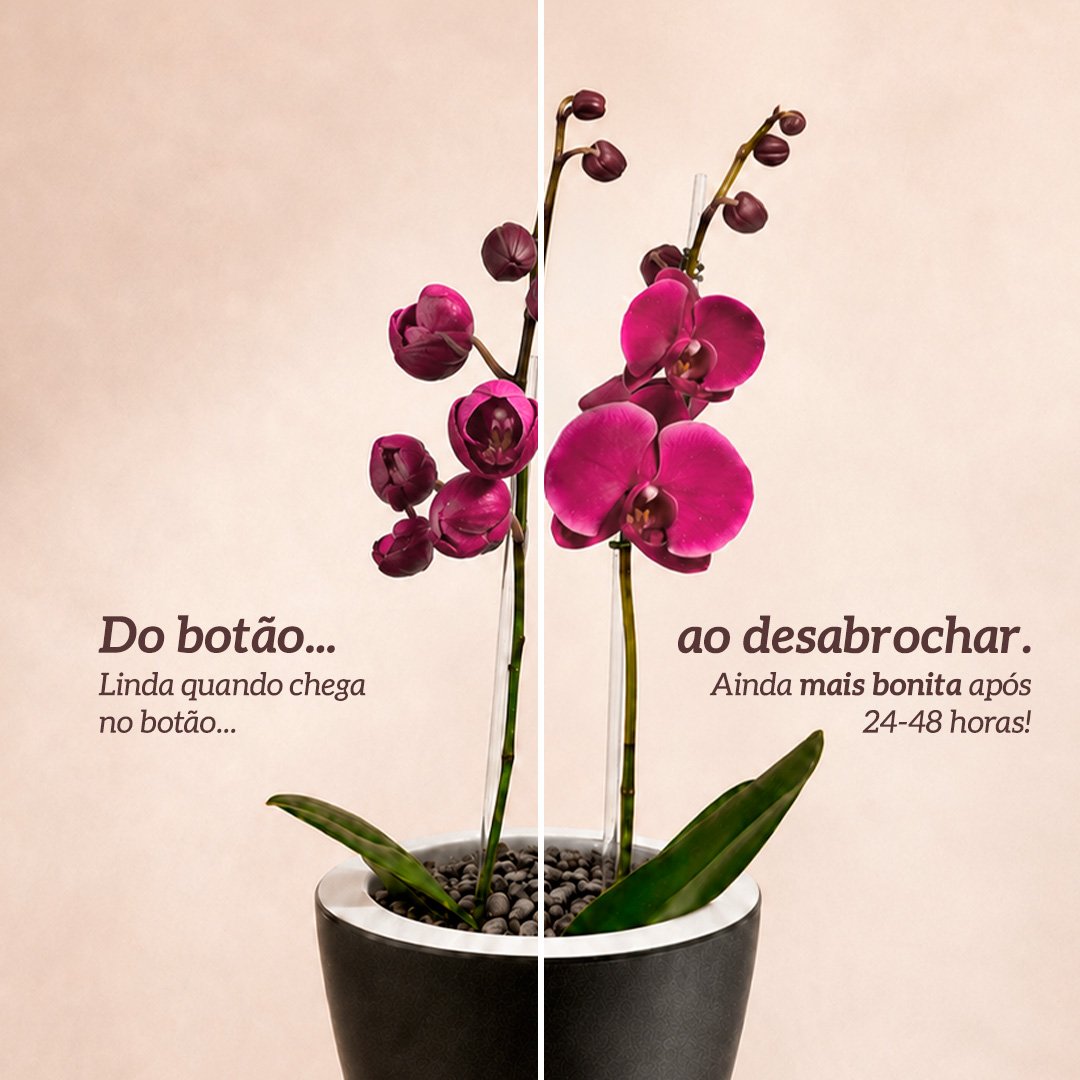 Orquídea Pink Presente no Vaso Preto Jardim