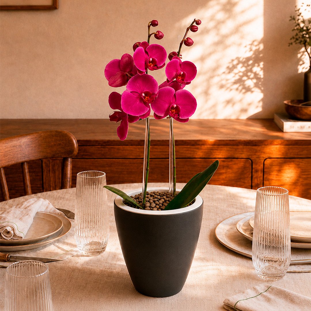 Orquídea Pink Presente no Vaso Preto Jardim
