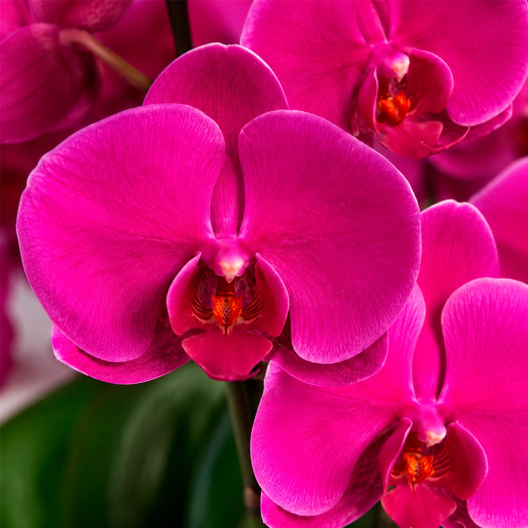 Orquídea Pink Presente no Vaso Preto Jardim