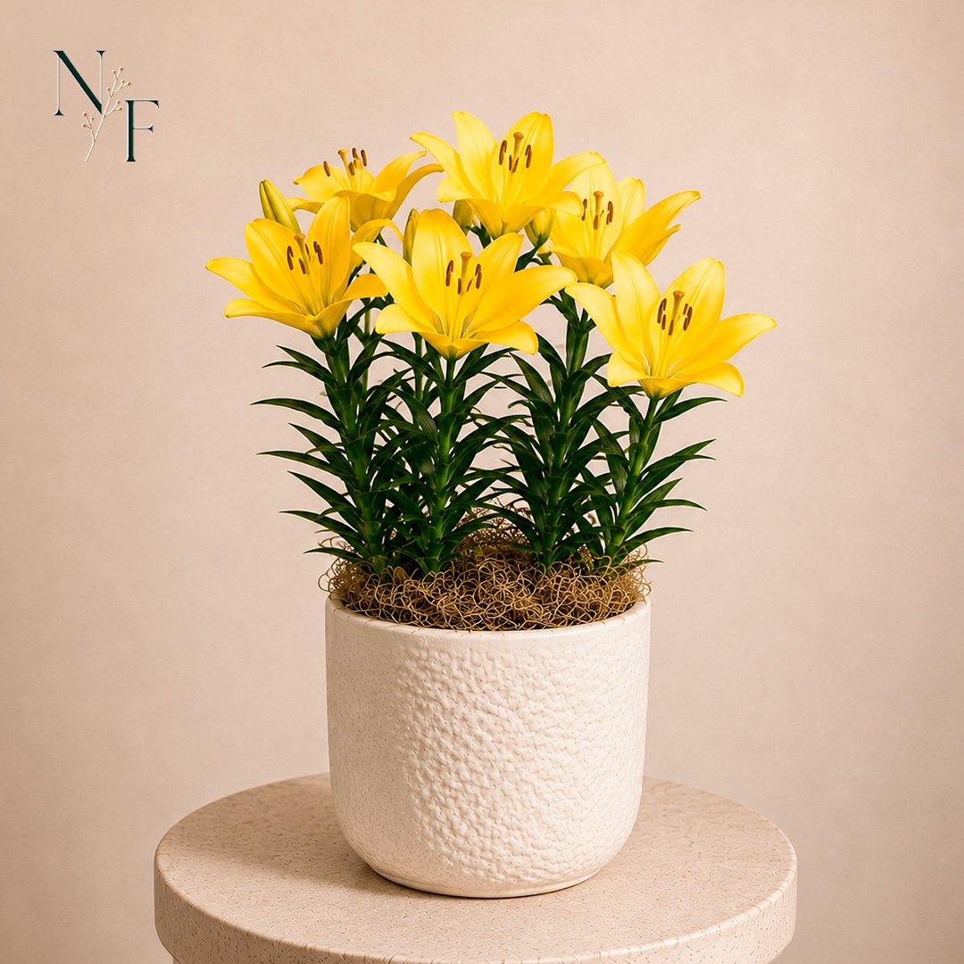Refinado Lírio Amarelo Plantado  - Vaso Off White