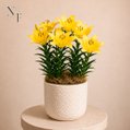 Refinado Lírio Amarelo Plantado  - Vaso Off White