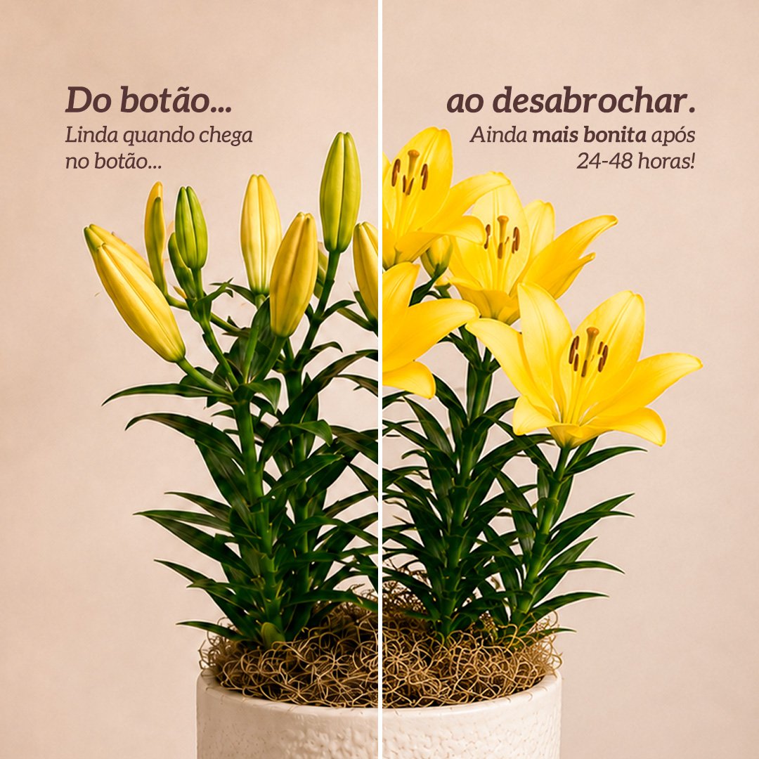 Refinado Lírio Amarelo Plantado  - Vaso Off White