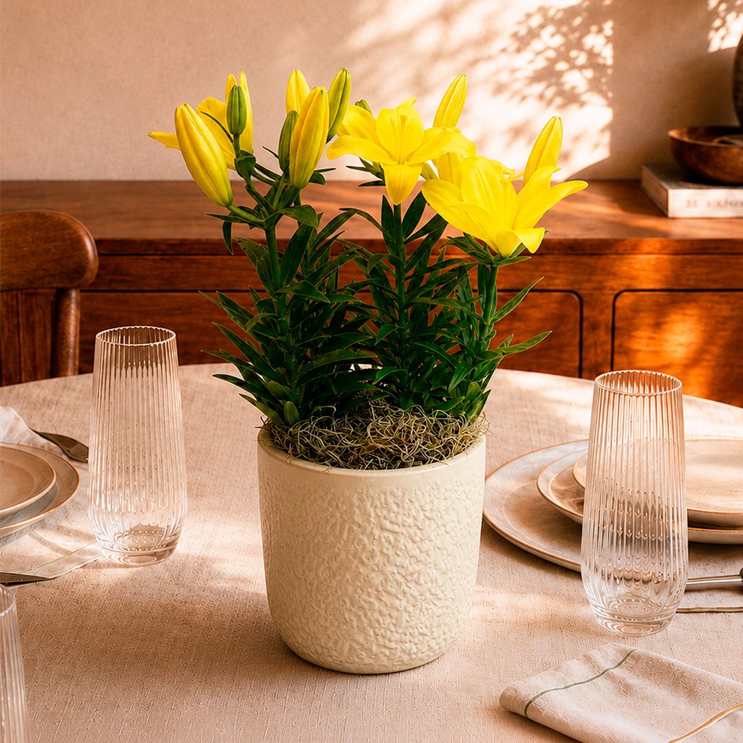 Refinado Lírio Amarelo Plantado  - Vaso Off White