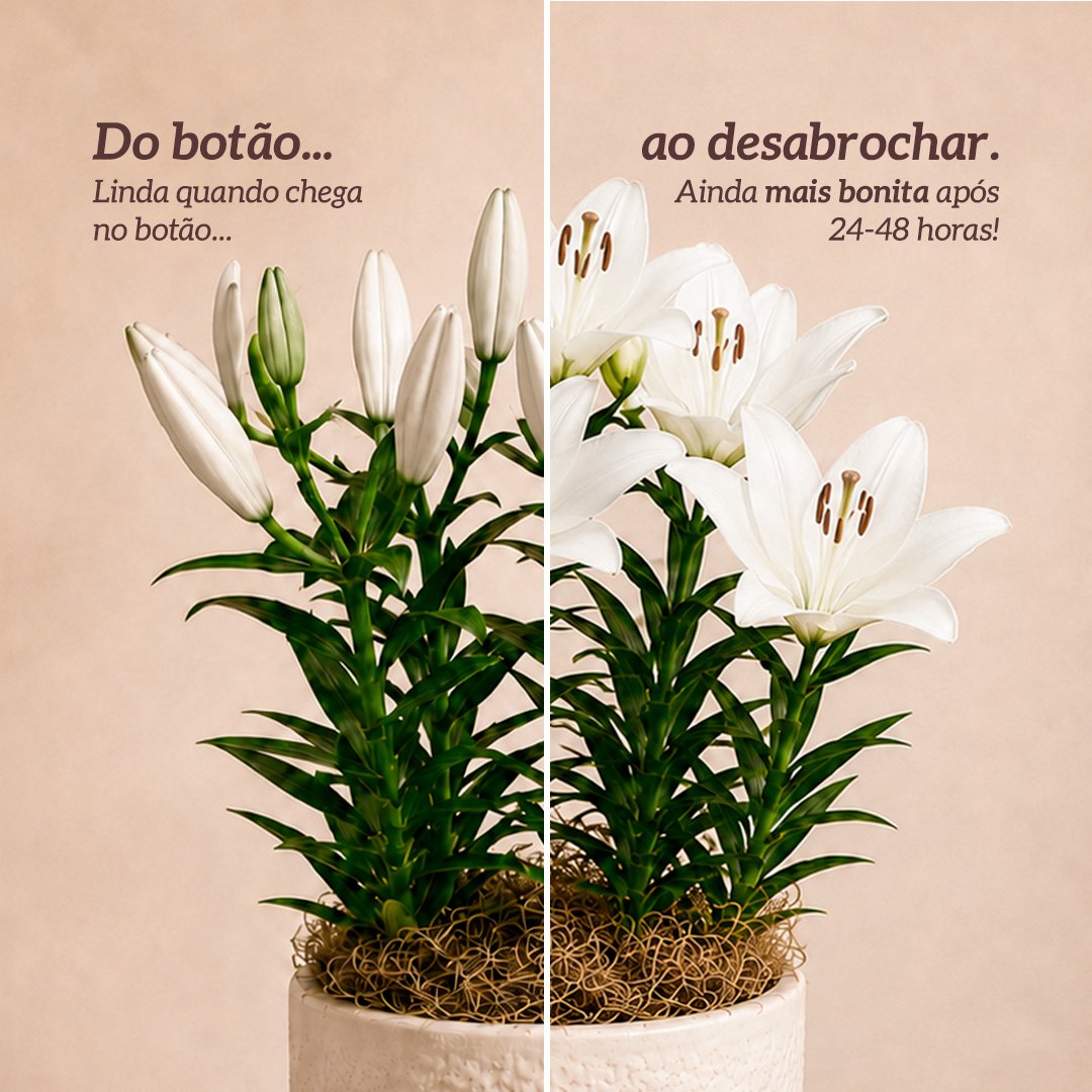 Refinado Lírio Branco Plantado - Vaso Off White