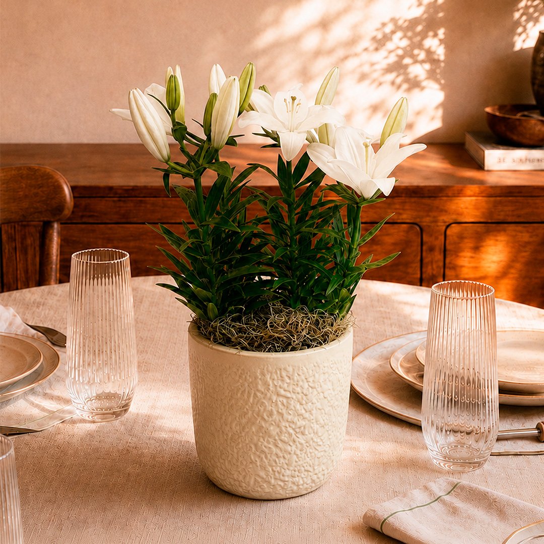 Refinado Lírio Branco Plantado - Vaso Off White