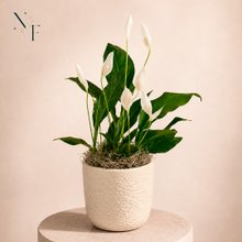 Refinado Lírio da Paz Plantado - Vaso Off White