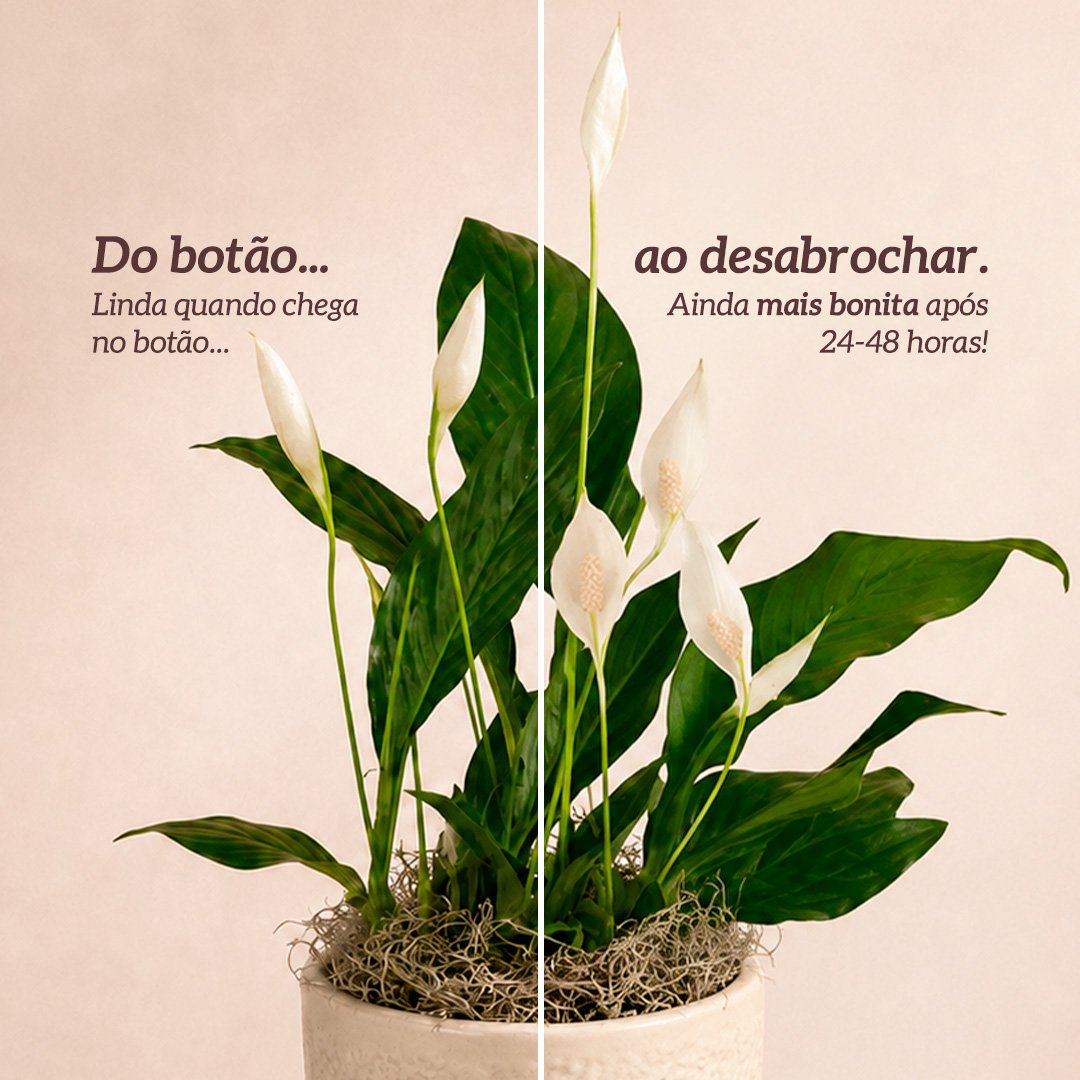 Refinado Lírio da Paz Plantado - Vaso Off White