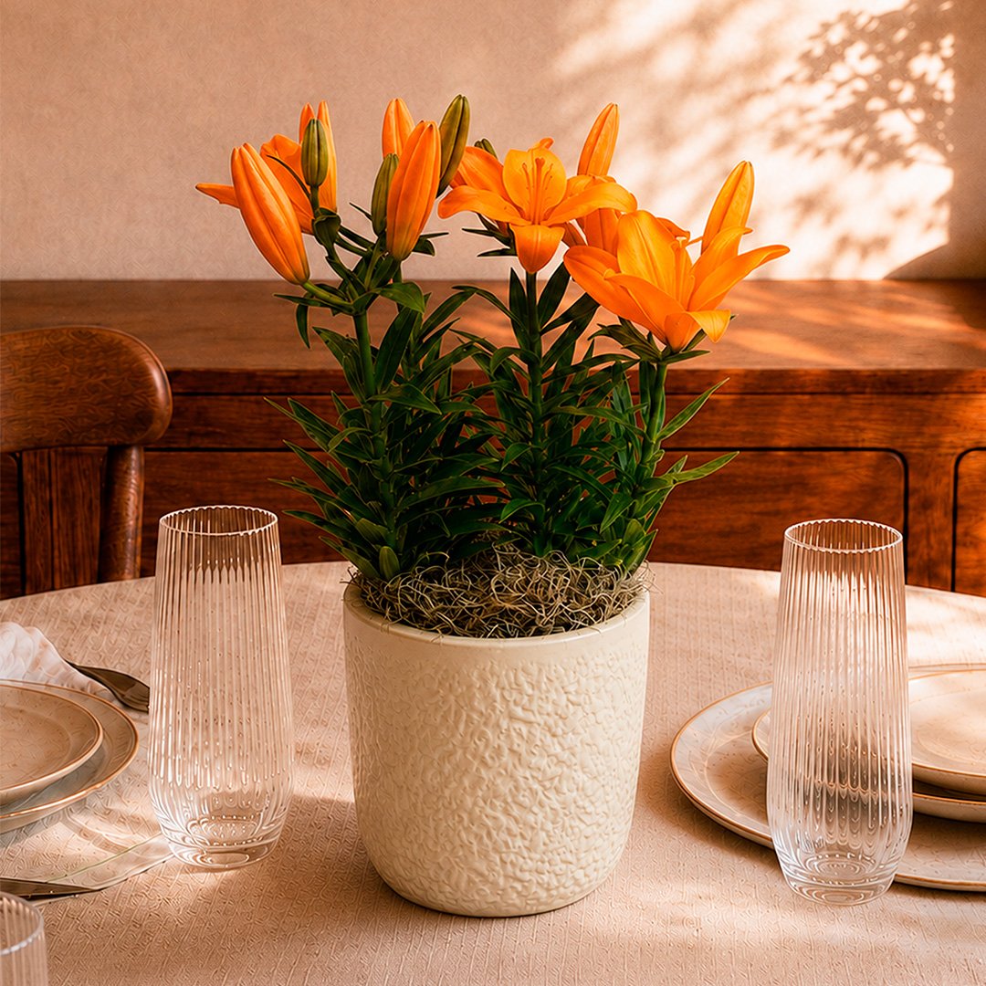Refinado Lírio Laranja Plantado - Vaso Off White