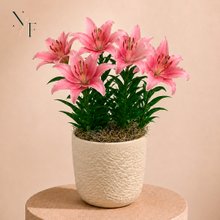 Refinado Lírio Rosa Plantado - Vaso Off White