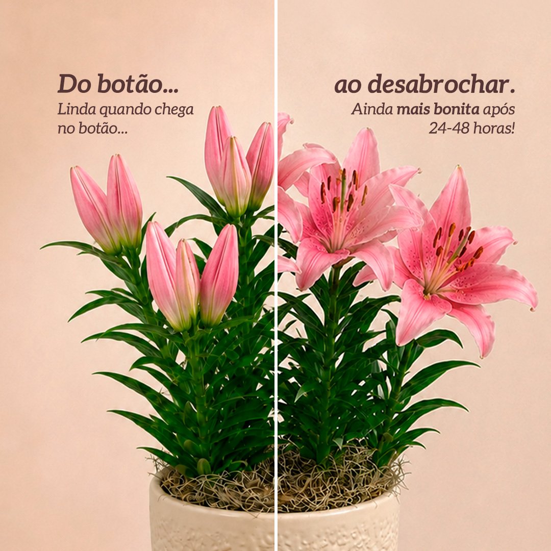 Refinado Lírio Rosa Plantado - Vaso Off White