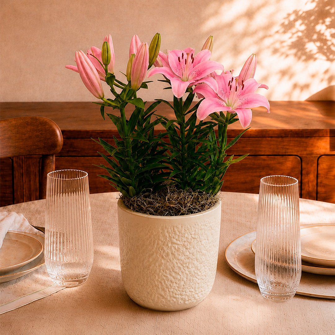 Refinado Lírio Rosa Plantado - Vaso Off White