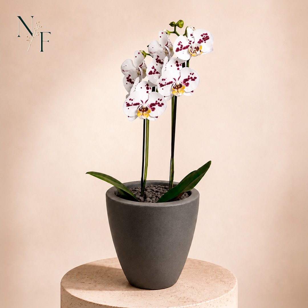 Orquídea Mesclada Presente no Vaso Cinza Jardim
