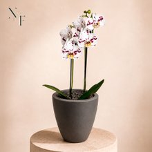 Orquídea Mesclada Presente no Vaso Cinza Jardim
