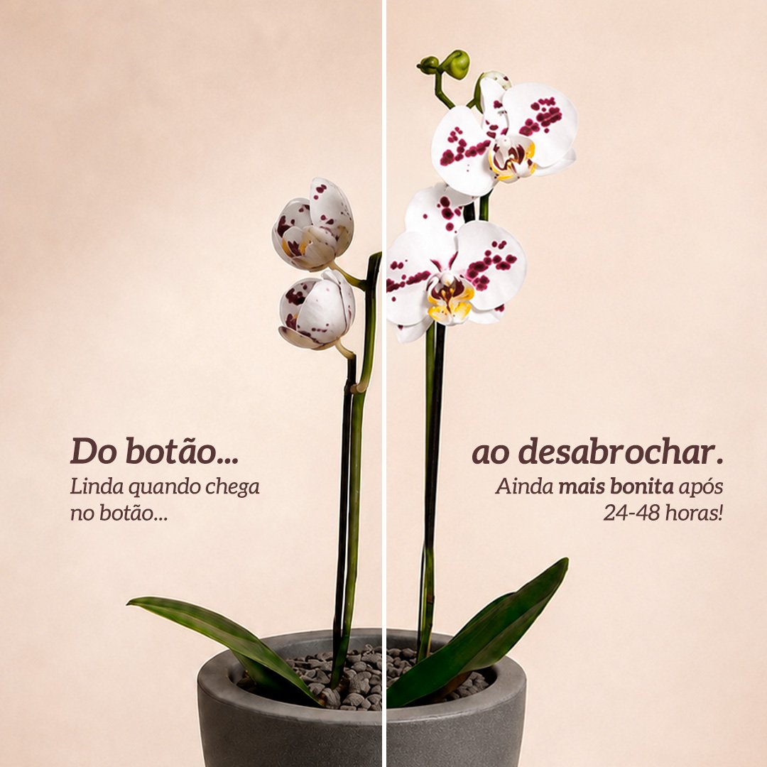 Orquídea Mesclada Presente no Vaso Cinza Jardim