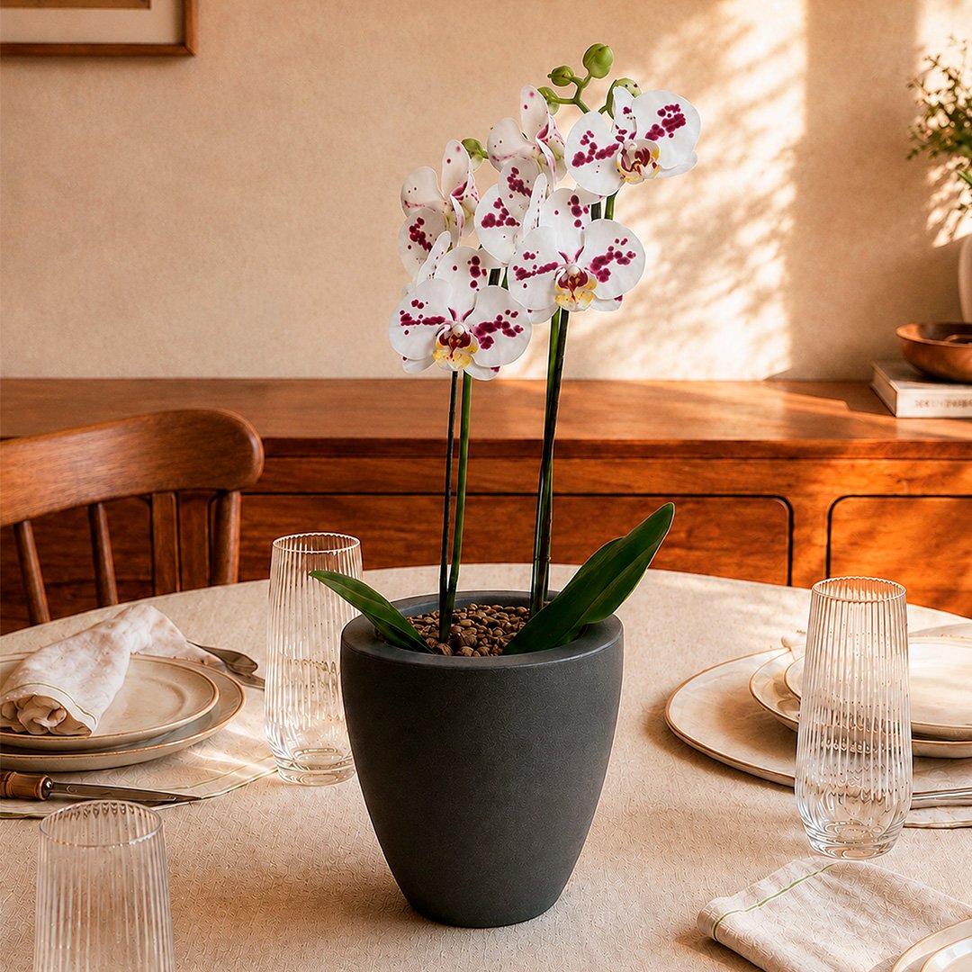 Orquídea Mesclada Presente no Vaso Cinza Jardim