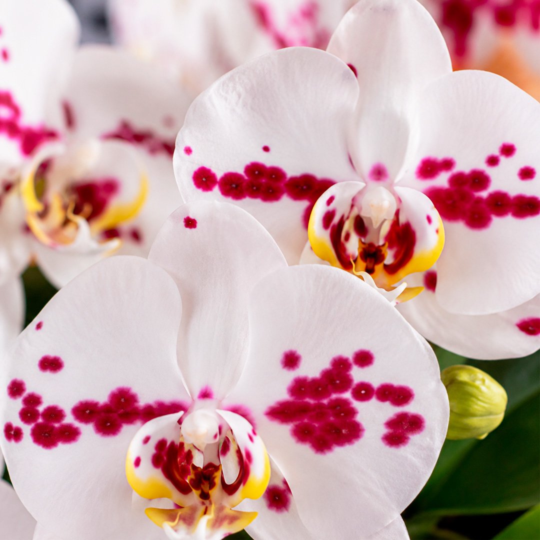 Orquídea Mesclada Presente no Vaso Cinza Jardim
