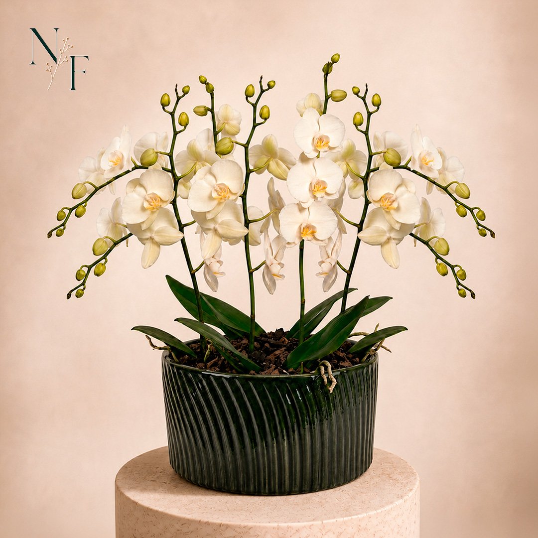 Luxuosas Orquideas Brancas Presente