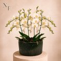 Luxuosas Orquideas Brancas Presente