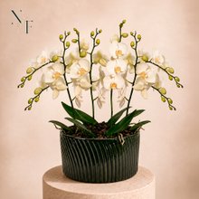 Luxuosas Orquideas Brancas Presente