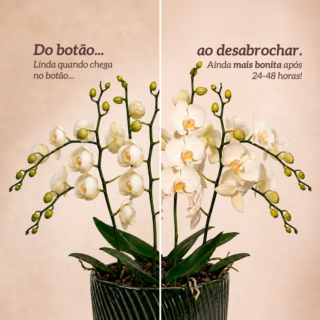 Luxuosas Orquideas Brancas Presente