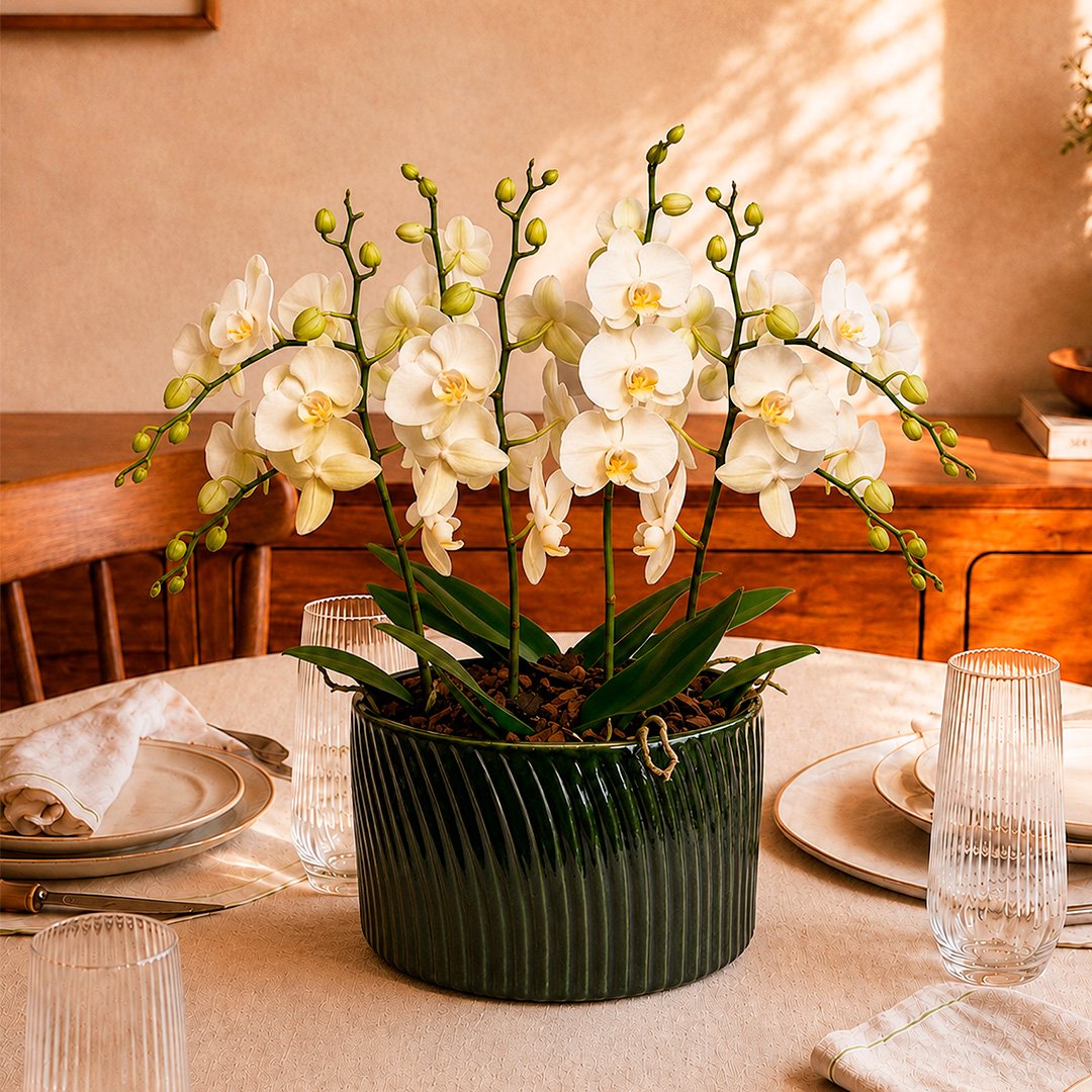 Luxuosas Orquideas Brancas Presente