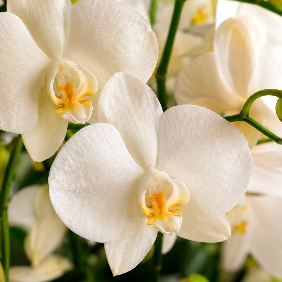 Luxuosas Orquideas Brancas Presente