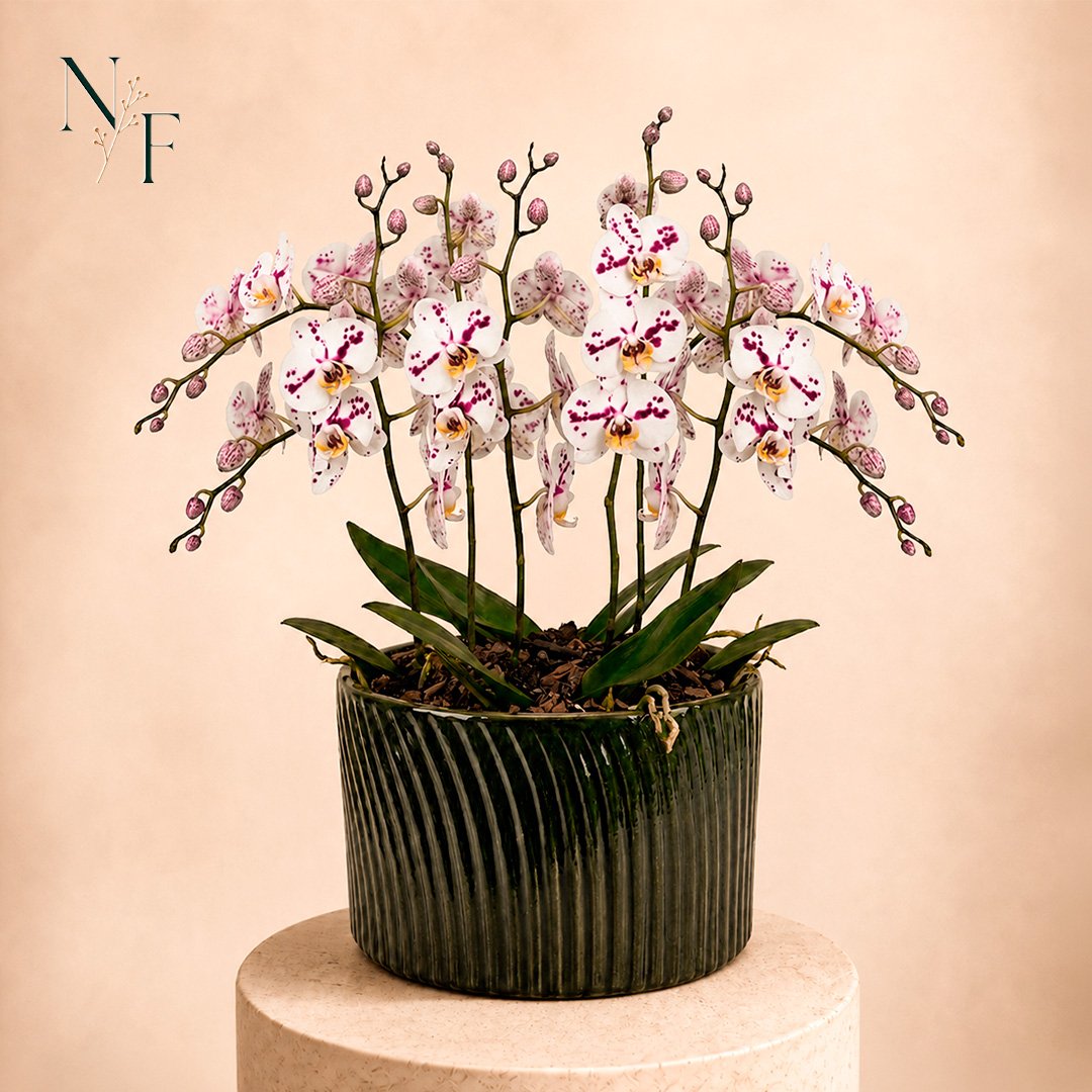 Luxuosas Orquideas Mescladas Presente