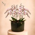 Luxuosas Orquideas Mescladas Presente