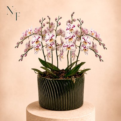 Luxuosas Orquideas Mescladas Presente