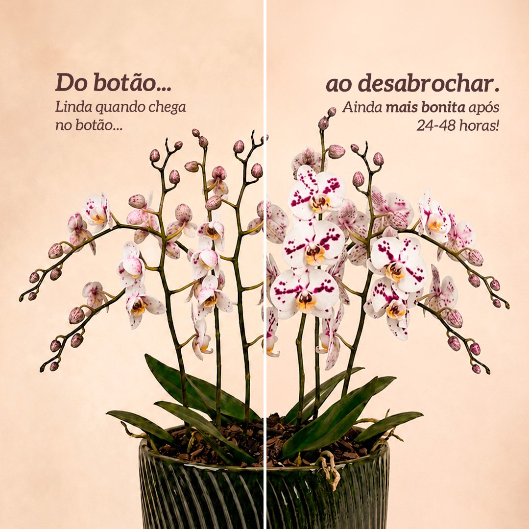 Luxuosas Orquideas Mescladas Presente