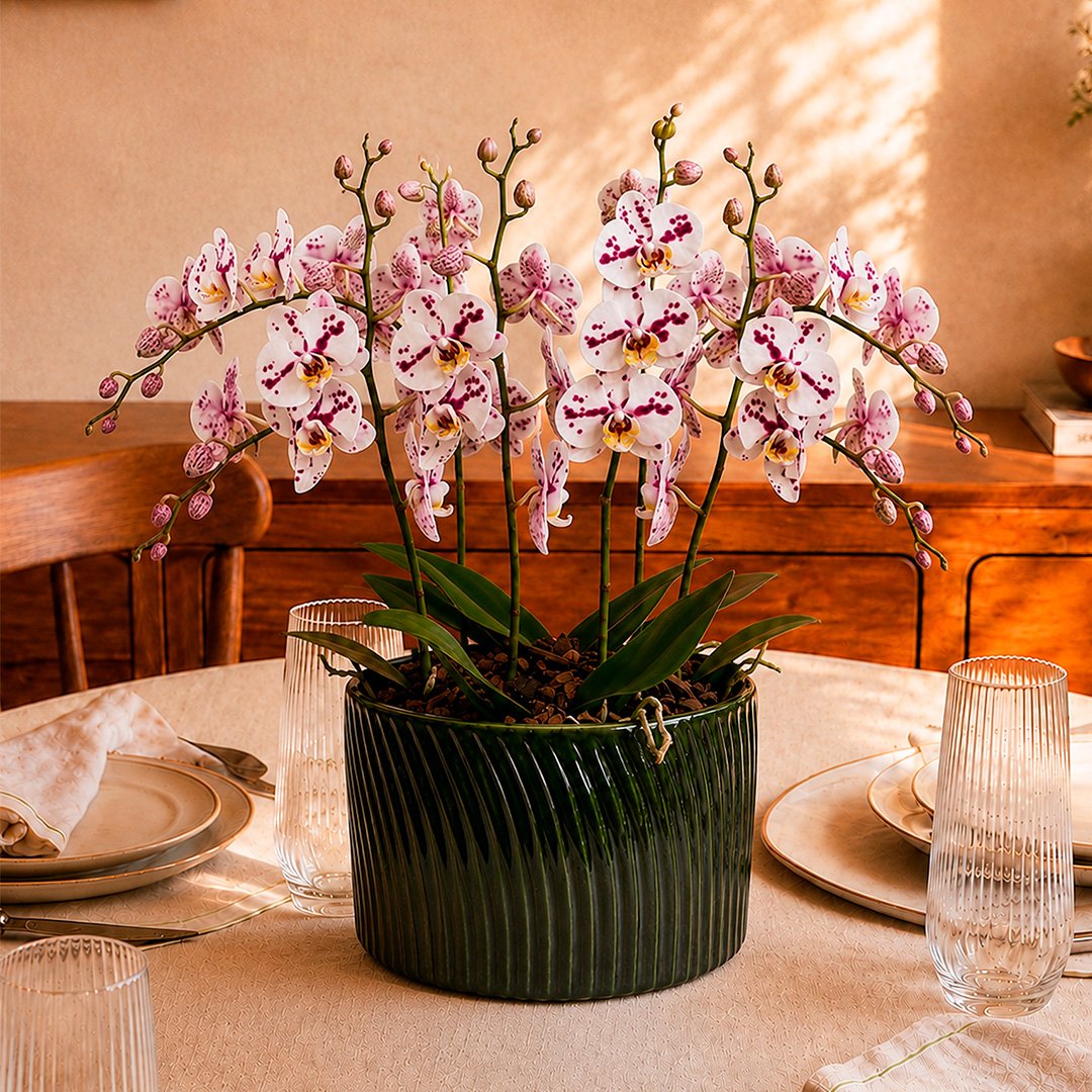 Luxuosas Orquideas Mescladas Presente