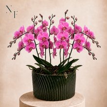 Luxuosas Orquideas Pink Presente