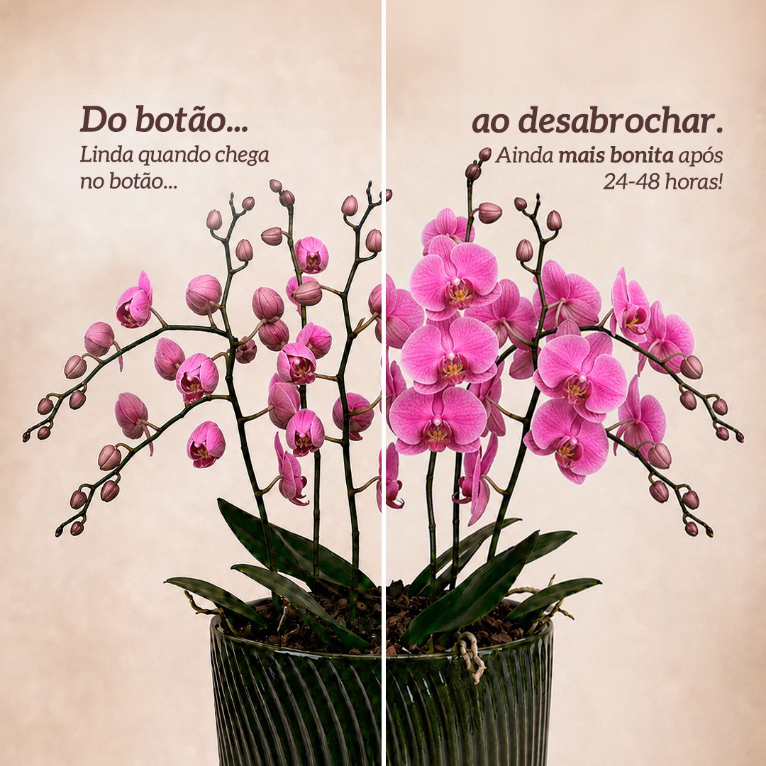 Luxuosas Orquideas Pink Presente