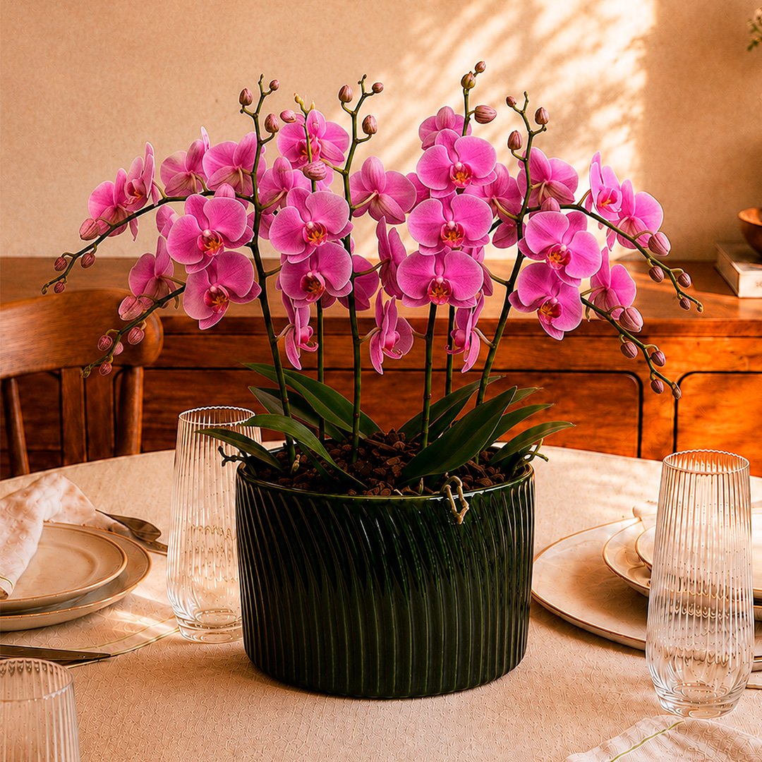 Luxuosas Orquideas Pink Presente