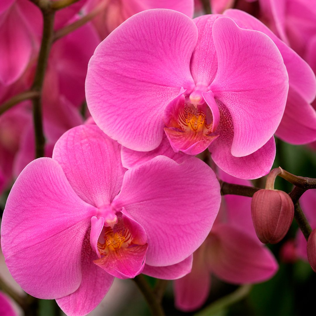 Luxuosas Orquideas Pink Presente