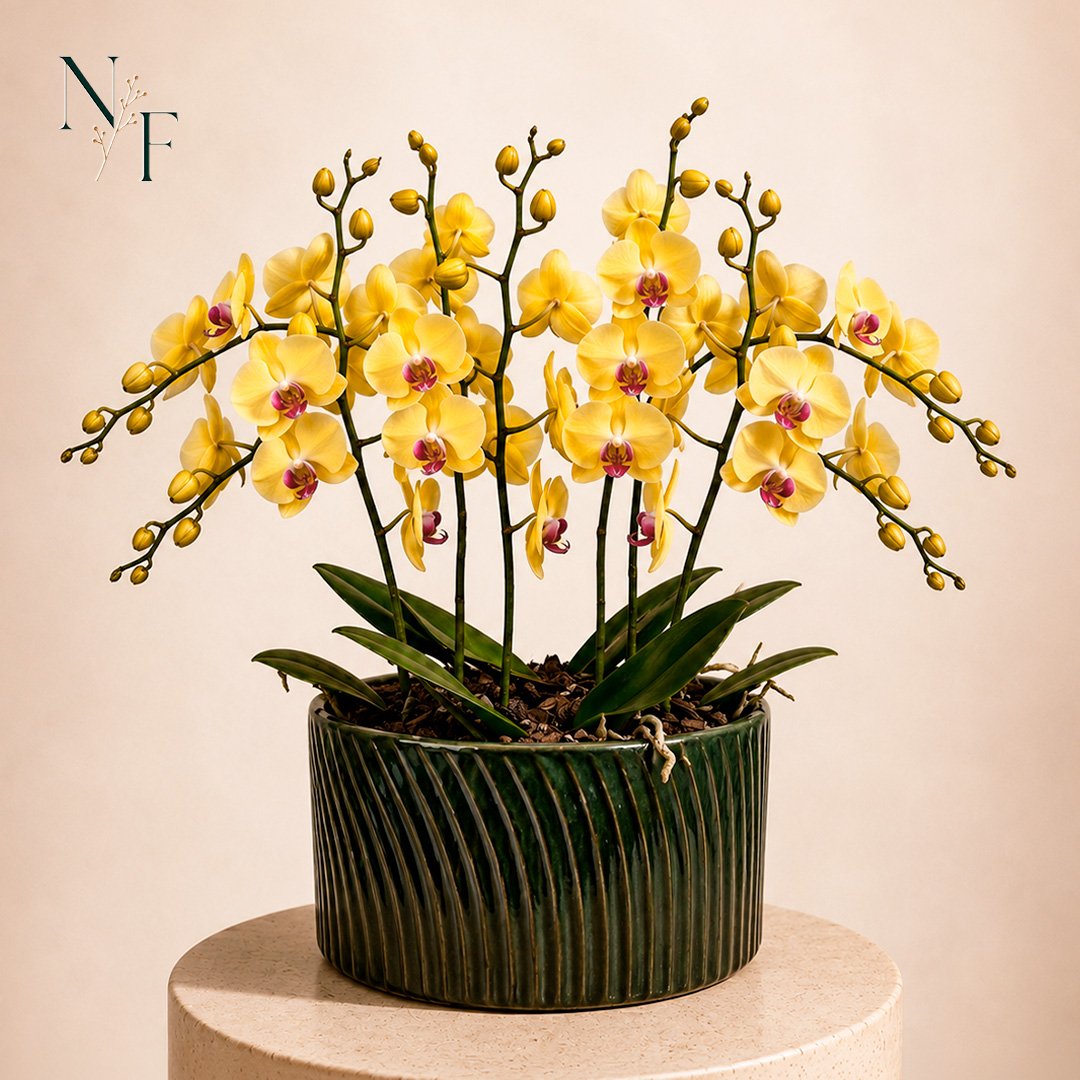 Luxuosas Orquideas Amarelas Listrada Presente