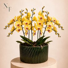 Luxuosas Orquideas Amarelas Listrada Presente