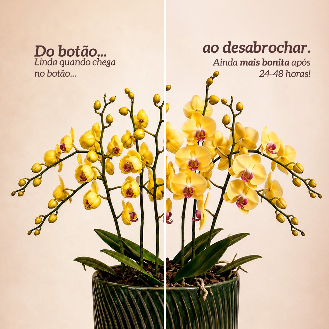 Luxuosas Orquideas Amarelas Listrada Presente