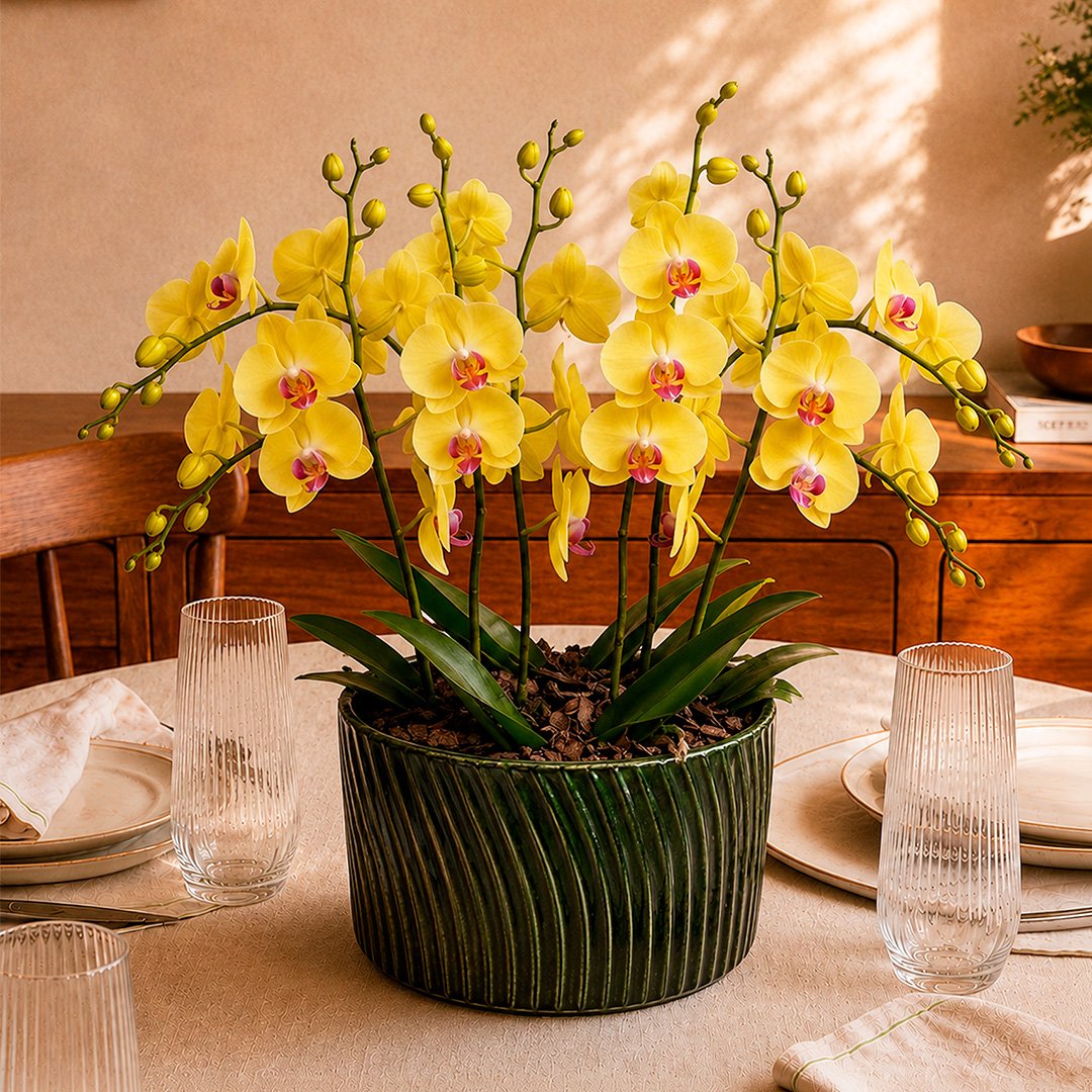 Luxuosas Orquideas Amarelas Listrada Presente