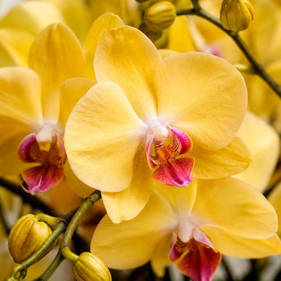 Luxuosas Orquideas Amarelas Listrada Presente