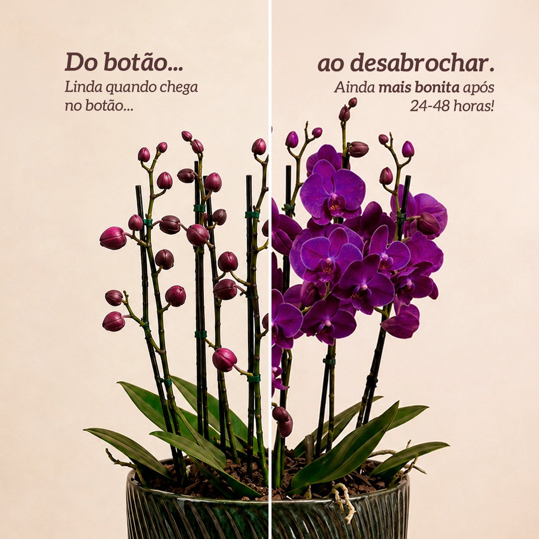 Luxuosas Mini Raras Lilás no Vaso Cerâmica