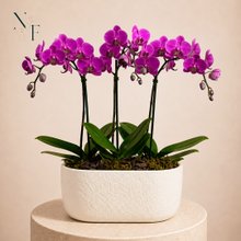 Formidavel Mini Rara Pink na Cerâmica