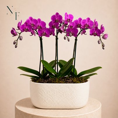 Formidavel Mini Rara Pink na Cerâmica