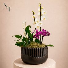 Orquídea Phalaenopsis e Mini Rara e Lírio da Paz - Vaso Lisboa Preto