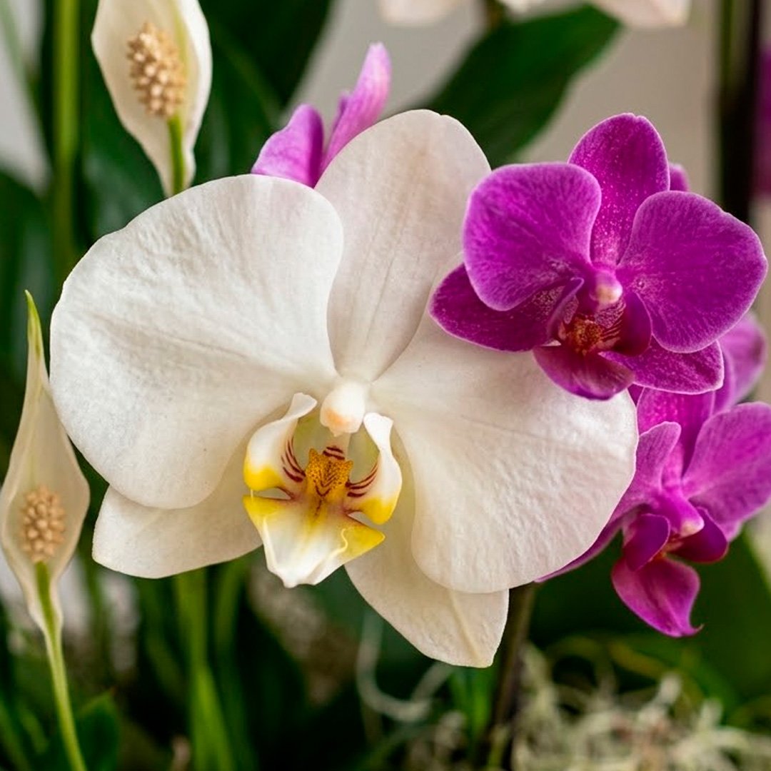Orquídea Phalaenopsis e Mini Rara e Lírio da Paz - Vaso Lisboa Preto