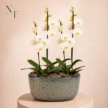 Orquídeas Branca para Presente na Jardineira Azul