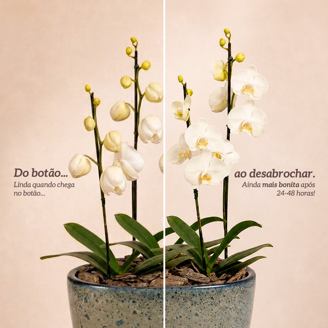 Orquídeas Branca para Presente na Jardineira Azul