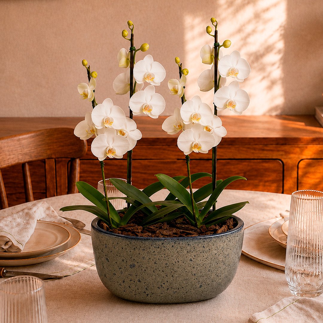 Orquídeas Branca para Presente na Jardineira Azul