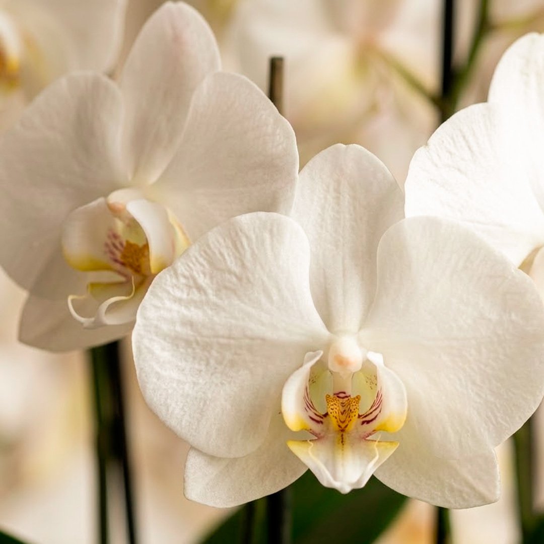 Orquídeas Branca para Presente na Jardineira Azul