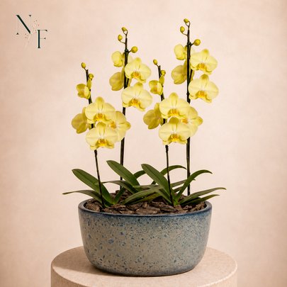 Orquídeas Amarela para Presente na Jardineira Azul